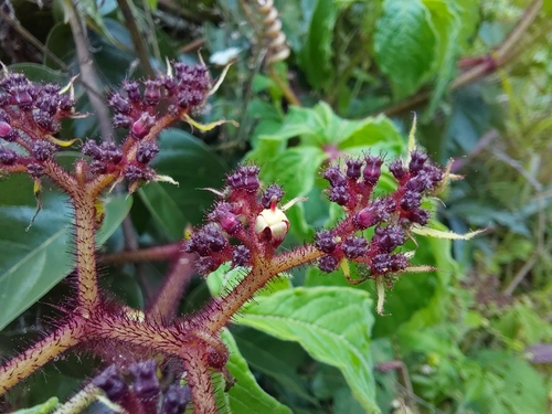 Cyphostemma hildebrandtii