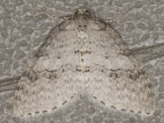 Venusia duodecemlineata