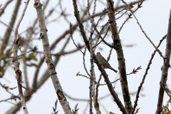 Chloris chloris chloris