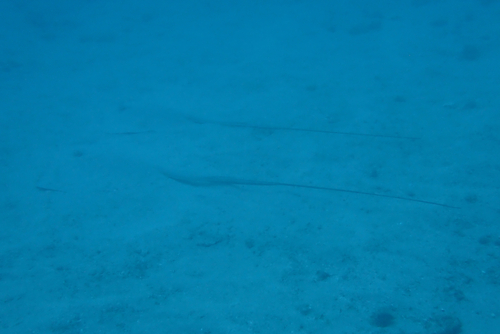 Hypanus longus