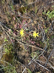 Crocidium multicaule