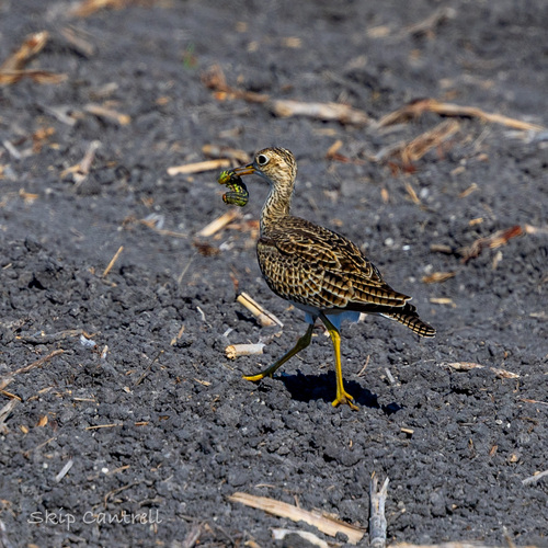 Upland Sandpiper (Bartramia longicauda), photo 4