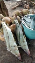 Centropomus undecimalis