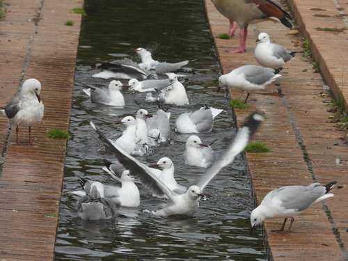 iNaturalist: (c) Joshua Almansa, some rights reserved (CC BY-NC), uploaded by Joshua Almansa iNaturalist image