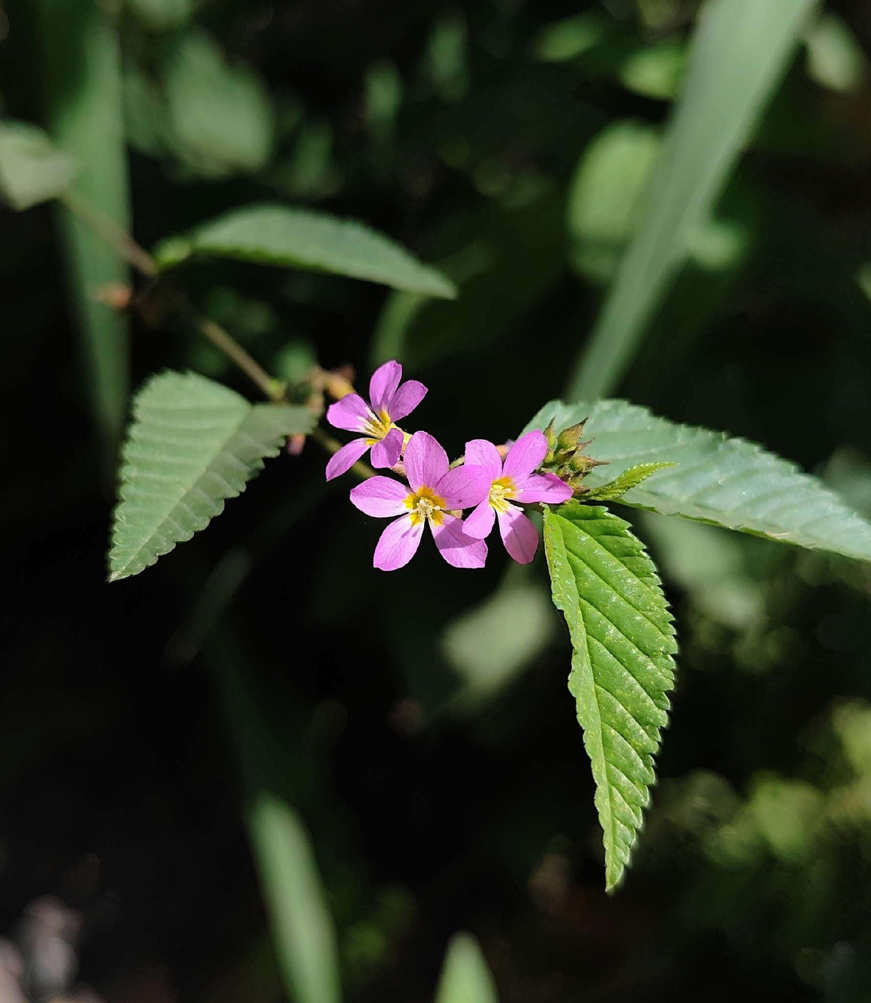 Melochia pyramidata