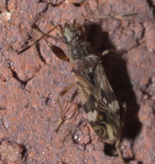 Neopamera albocincta