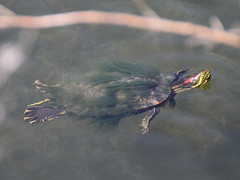 Trachemys scripta elegans