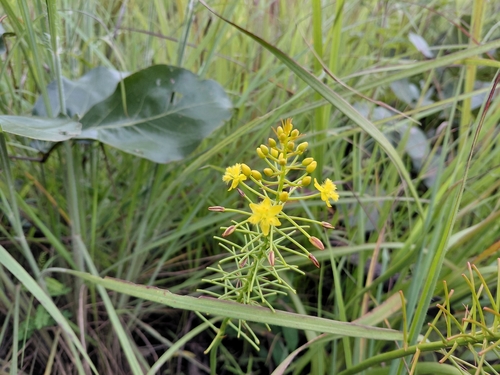 Yellow Cat's Tail