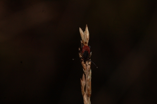 Castor bean tick