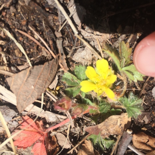 Potentilla subviscosa var. ramulosa
