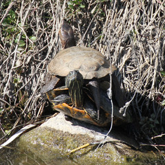 Trachemys scripta elegans