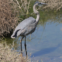 Ardea herodias