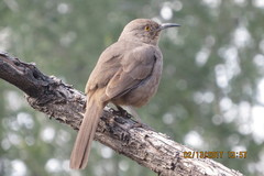 Toxostoma bendirei