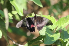 Heraclides anchisiades