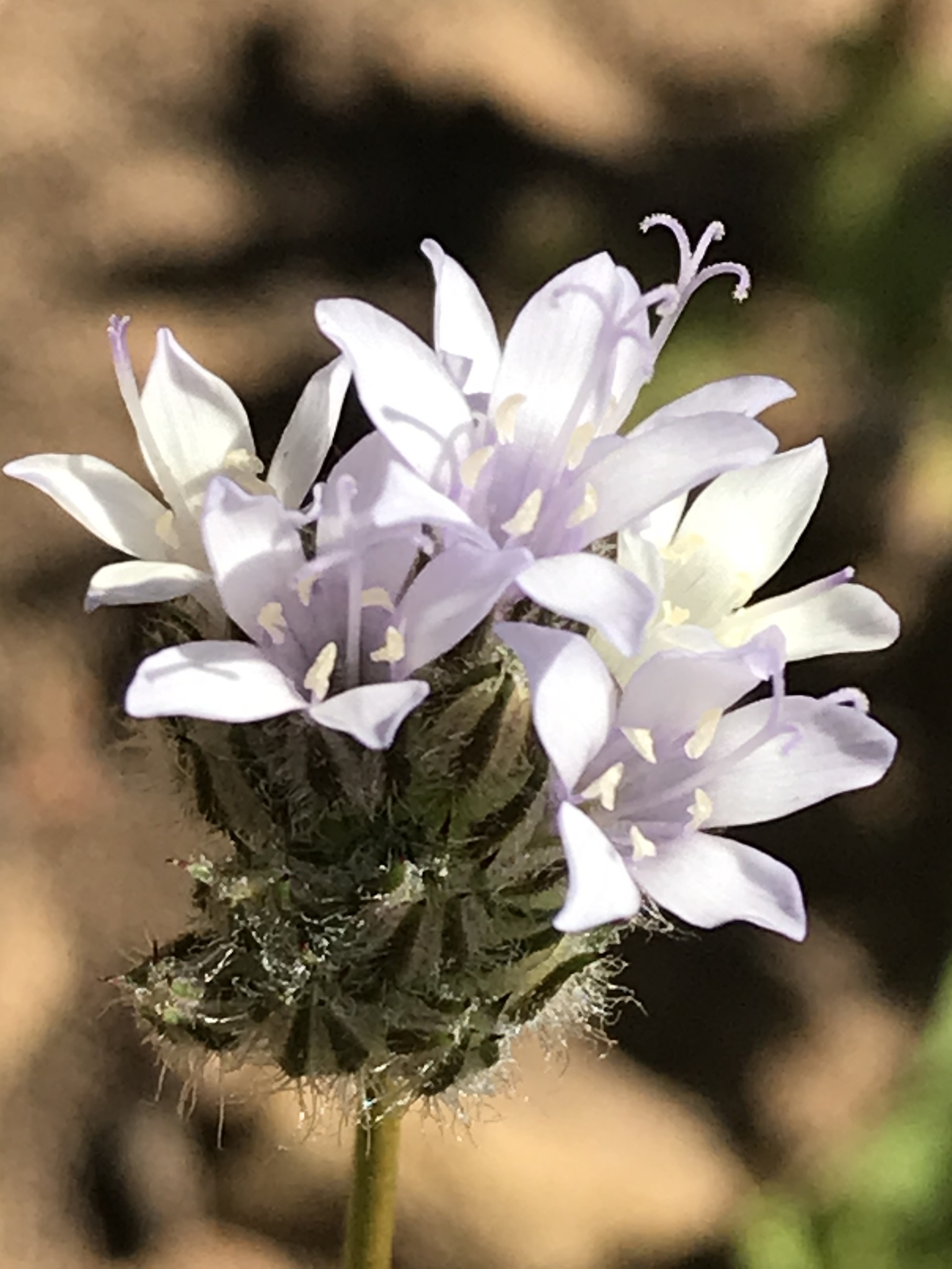 Gilia capitata ssp. abrotanifolia