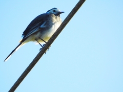 Motacilla alba