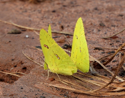 Cloudless Sulphur