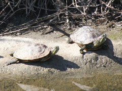 Trachemys scripta elegans