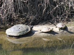 Trachemys scripta elegans