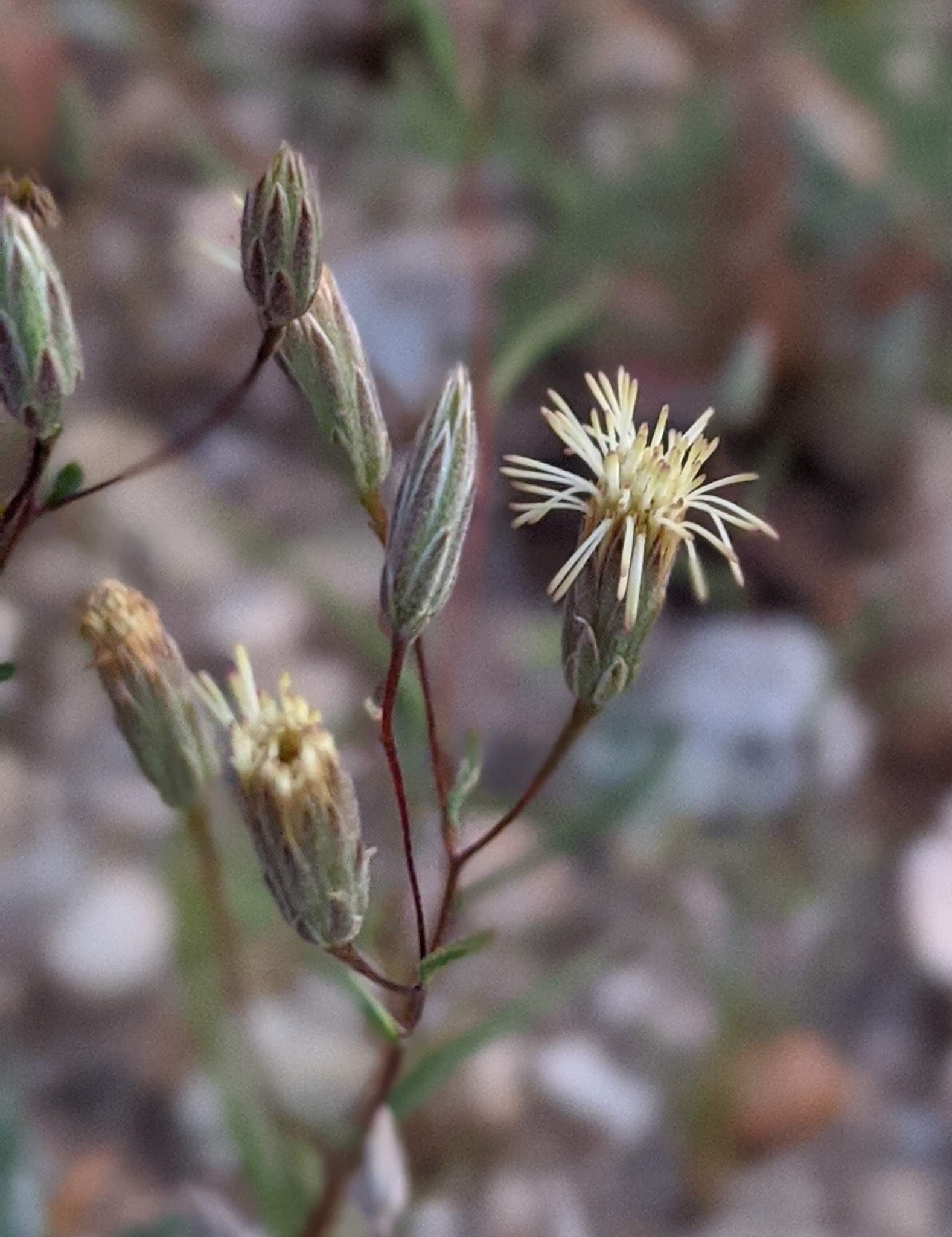 Malperia tenuis