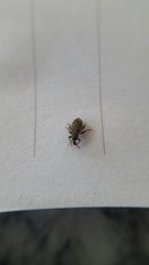 Listronotus bonariensis