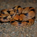 Karoo Tiger Snake - Photo (c) chris29za, some rights reserved (CC BY-NC), uploaded by chris29za