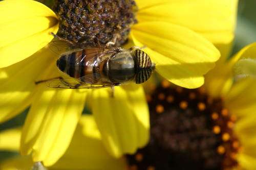 Unknown species found near San Joaquin Marsh, Irvine, CA 92612, USA