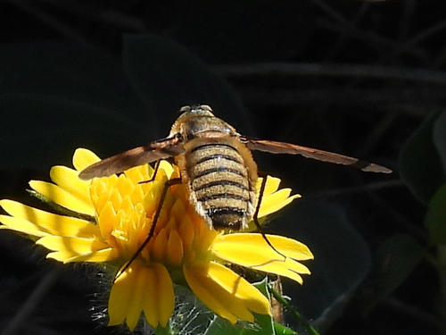 Unknown species found near Yorktown, TX, US