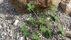 Lupinus sparsiflorus