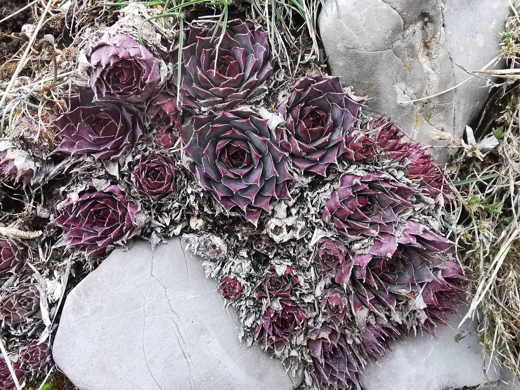 Imagem de Flor pontuda