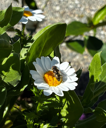 Unknown species found near Airport Rd, Redding, CA, US