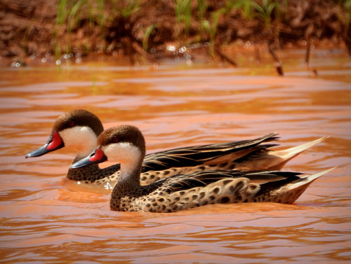 White-cheeked Pintail