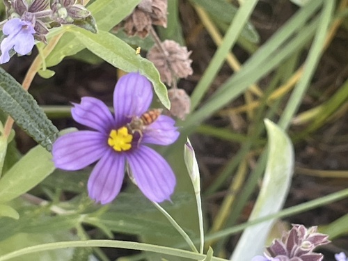 Unknown species found near Halison St, Torrance, CA, US