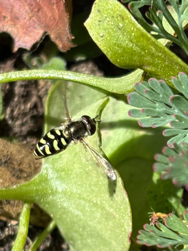 Unknown species found near 25th Ave, San Francisco, CA, US