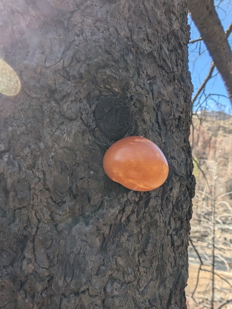 Cryptoporus volvatus · March 2026 · photo: © simonele (iNaturalist, cc-by)
