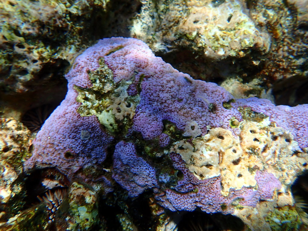 Blue Rice Coral