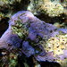 Blue Rice Coral - Photo (c) bananatee, some rights reserved (CC BY-NC), uploaded by bananatee