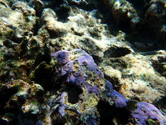 Montipora flabellata