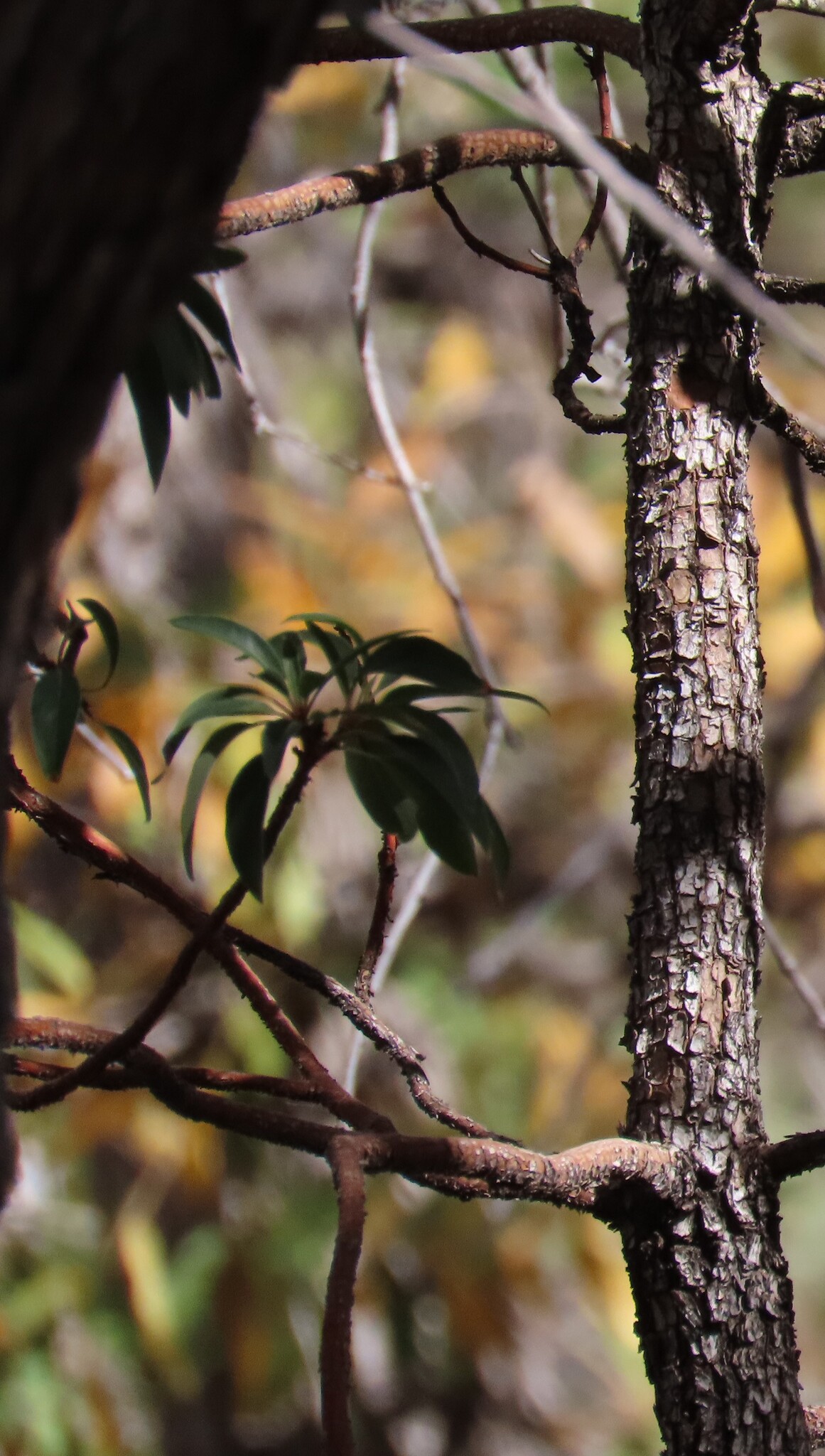 Arizona Madrone (Arbutus arizonica)