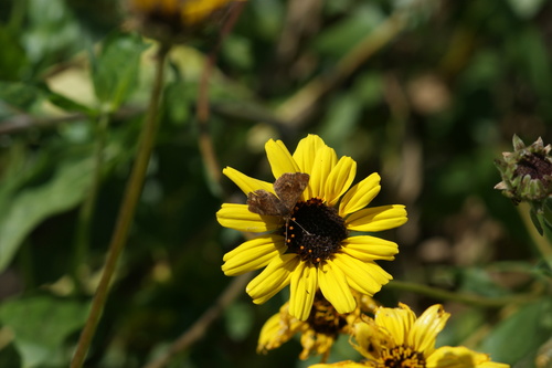 iNaturalist observation photo of Fatal Metalmark