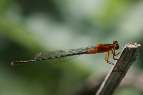 iNaturalist observation photo of Rambur's Forktail