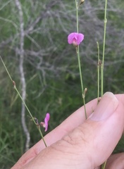 Tephrosia juncea