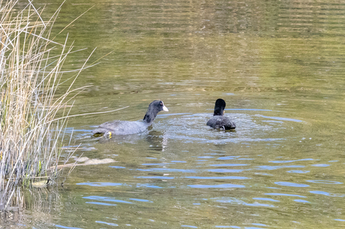 Avistamiento Fulica atra