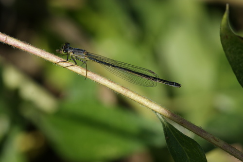 iNaturalist observation photo of Forktails