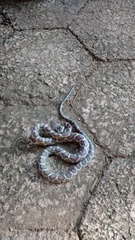 Pseudelaphe flavirufa