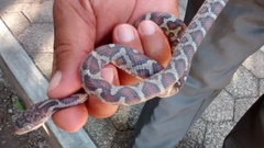 Pseudelaphe flavirufa