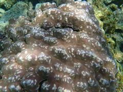 Porites evermanni