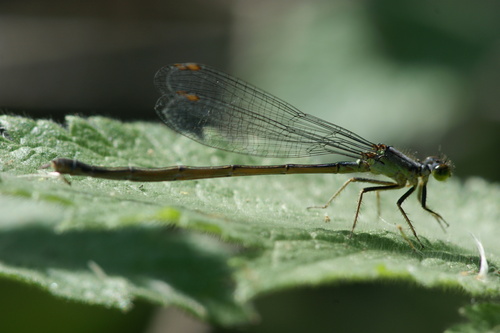iNaturalist observation photo of Forktails