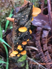 Favolaschia calocera