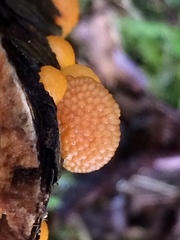 Favolaschia calocera
